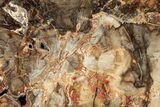 Colorful, Petrified Wood (Araucaria) Round - Madagascar #304802-1